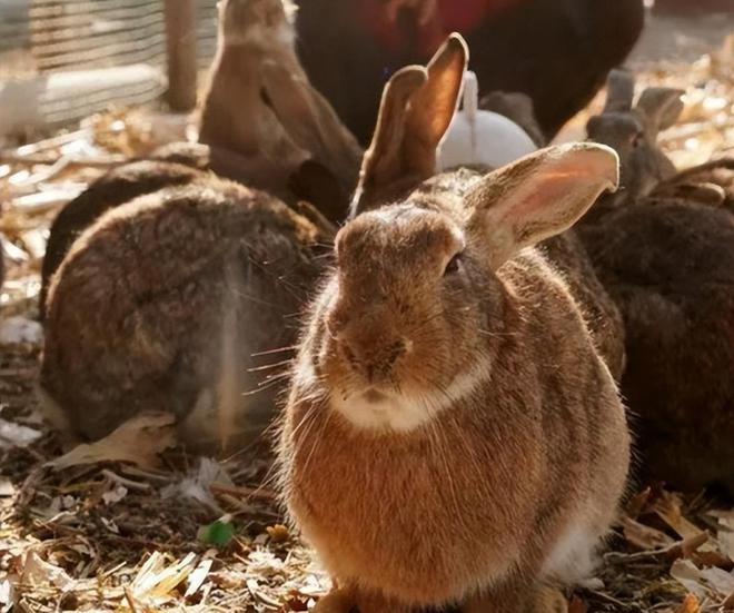 熊猫体育app下载：宇宙啥地方最舍得吃？这4个地方榜上闻名赚点钱全到肚子里了(图6)